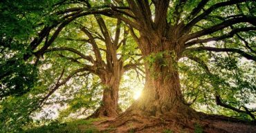beneficio de los arboles al medio ambiente