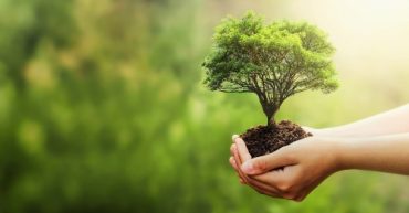 como hacer una arborizacion