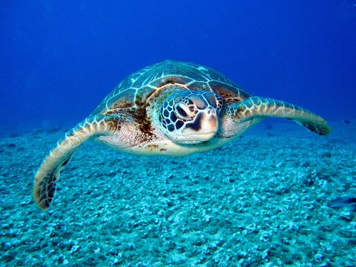dia mundial de las tortugas