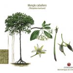 manglares