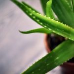 plantas que dan oxigeno de noche