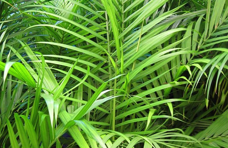 palmeras de interior