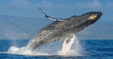dia mundial de las ballenas y delfines