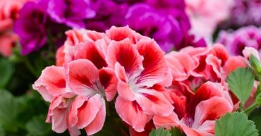 5 plantas que florecen todo el año