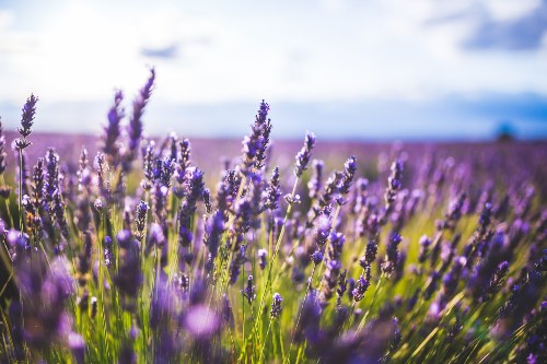 Conoce 5 tipos de lavanda - Parques Alegres .