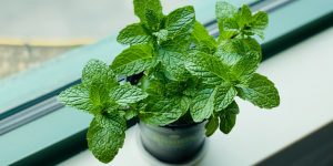 plantas que absorben la humedad