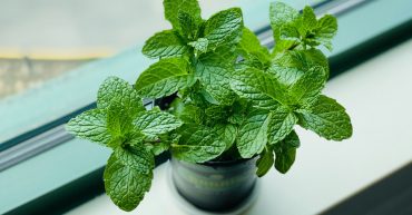 plantas que absorben la humedad