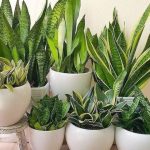 plantas que dan oxigeno de noche