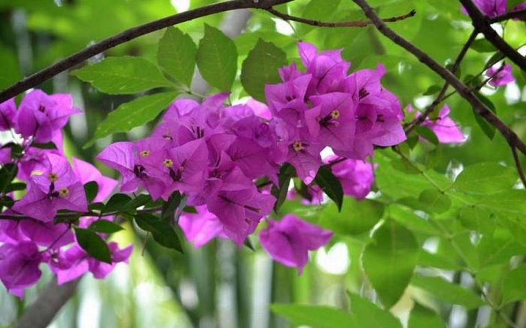 Plantas Con Flores Resistentes Al Calor Parques Alegres Iap 3861