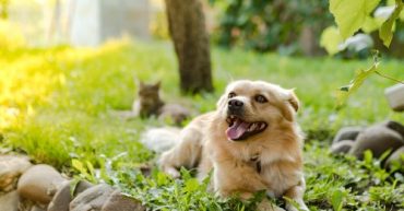 cuida a tus mascotas en verano