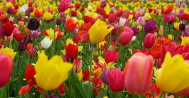plantas con flores resistentes al sol