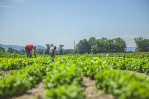 dia mundial de la agricultura