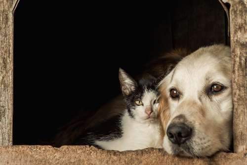 dia mundial de los animales