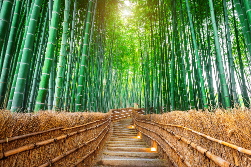 dia mundial del bambu