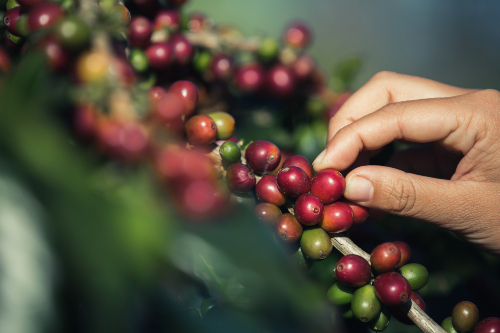dia internacional del cafe