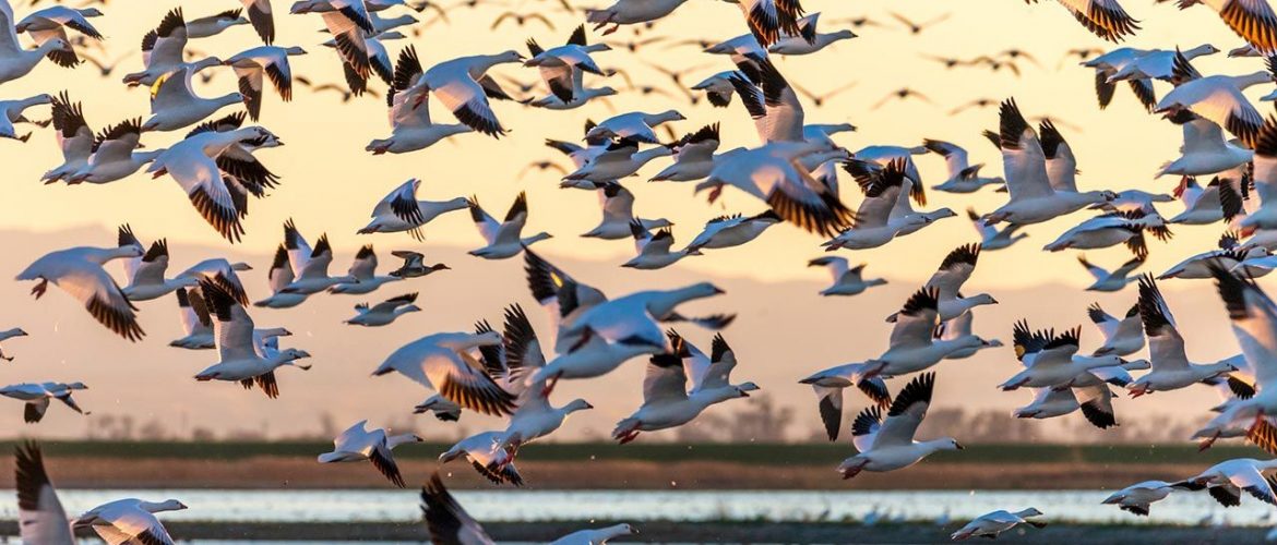 dia mundial de las aves migratorias