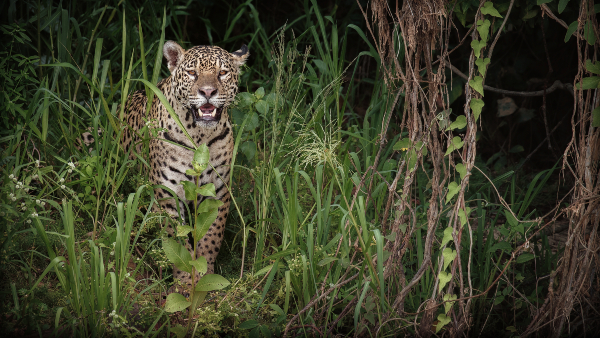 dia internacional de la conservacion del jaguar