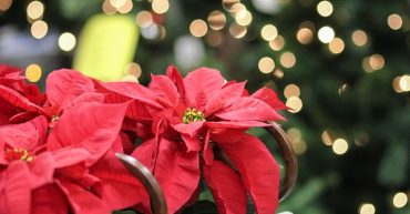 tipos de flor de nochebuena