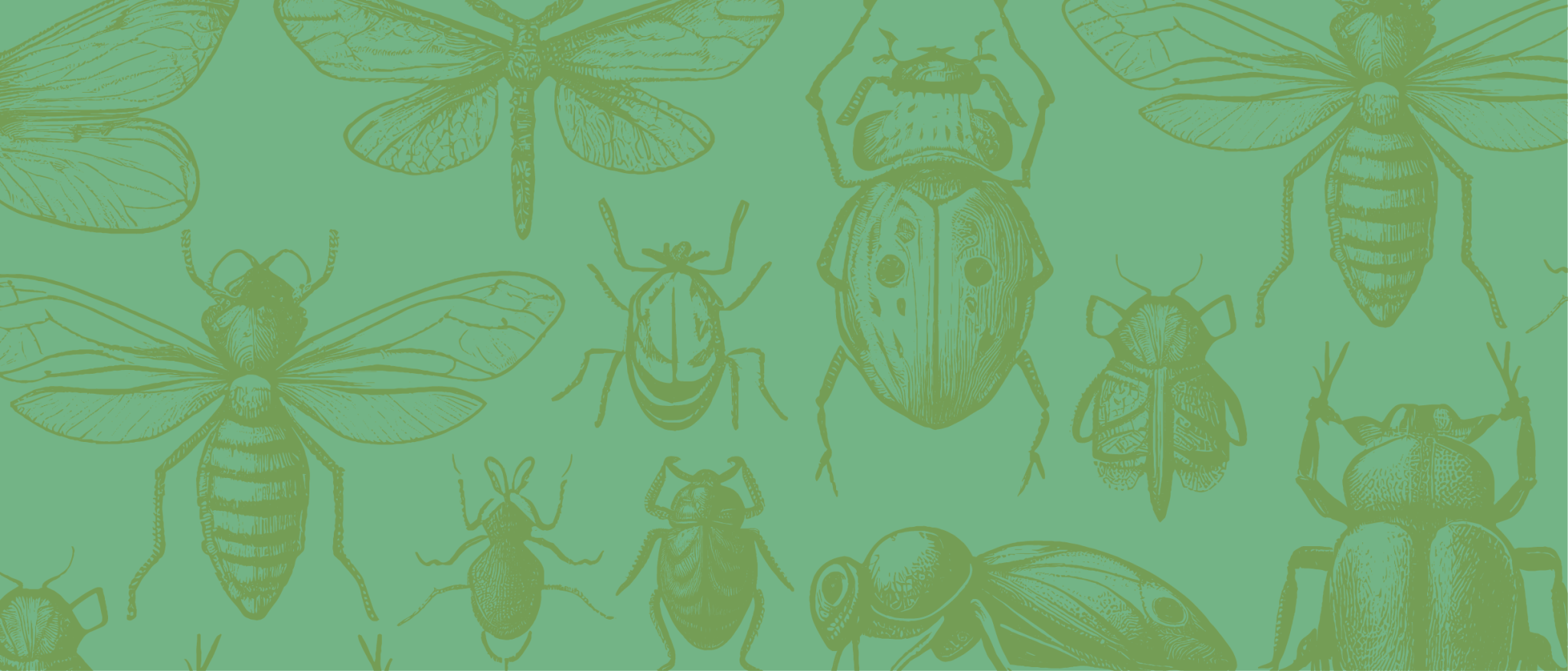 “Insectus”, la belleza de los insectos a gran escala - Parques Alegres ...